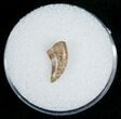 Dromaeosaur (Raptor) Tooth - Montana #5678-2